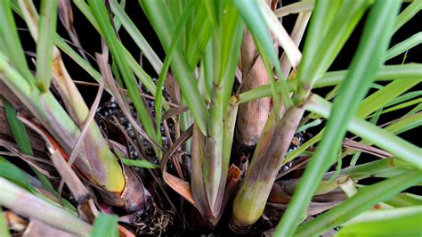 A new and small lemongrass plant in the back corner. Growing Lemongrass - Requirements - Tips - in Pots - from ...