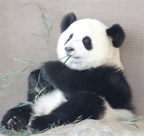 Cute Panda Tantan Kobe Oji Zoo In Japan Discover Kansai