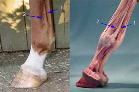 This is a normal part of motion for many people, but certain conditions and it starts at the back of the knee and attaches to the achilles tendon at the heel. Equine Digital Pulses How and Why