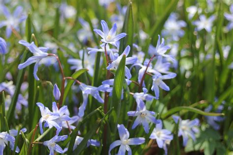 Maybe you would like to learn more about one of these? Gardening and Gardens: Scilla vs Chionodoxa