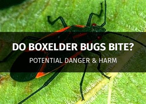 Female black widows, on the other hand, have quickly evolved super concentrated venom that can kill a person. Do Boxelder Bugs Bite? Potential Harm for Humans & Pets ...