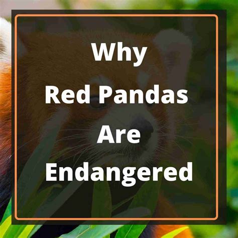 Why Red Pandas Are Endangered 5 Shocking Reasons Why