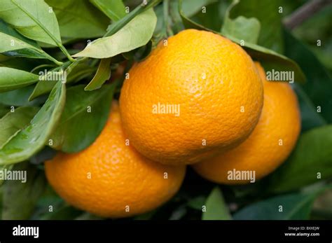 Satsuma Citrus Unshiu Stock Photo Alamy