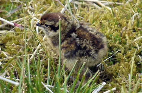 Cabinet Of Curiosities Red Grouse Chicks