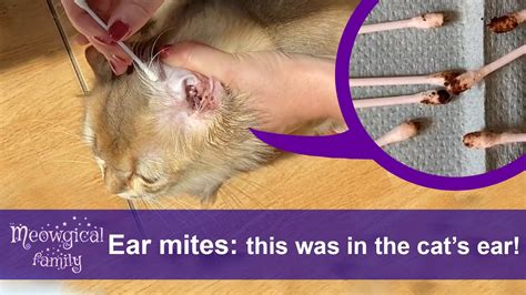 How To Treat And Clean Ear Mites In 2 Easy Steps 🤯 Look What Was In