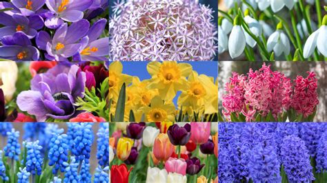 Best Spring Bulbs To Grow In 2023 Close To Nature