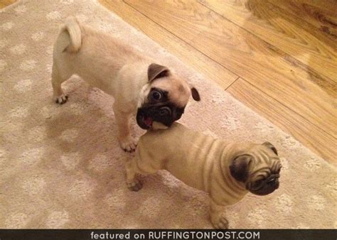 Why Do Pugs Have Curly Tails Musikterik