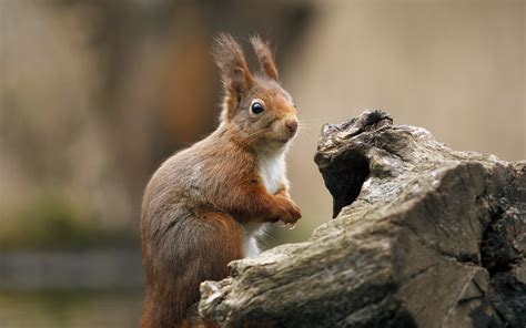 Squirrel Hd Wallpapers
