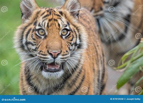 Sumatran Tiger Cub Happy Look Stock Photo Image Of Habitat Park