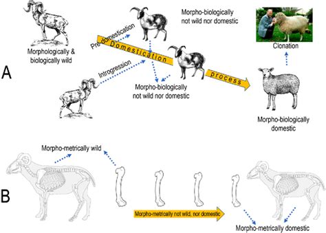 Up Theoretical Framework For The Domestication Process Of Sheep