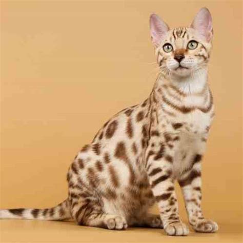 Adopt Bengal Cat