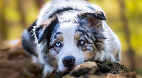 Australian Shepherd Dog Breed Info Facts Traits Pictures And More