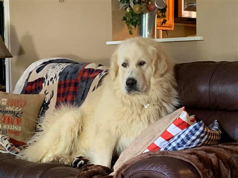 Is the great pyrenees right for you? Lost Dog (Charlestown Township, Indiana) - Duke