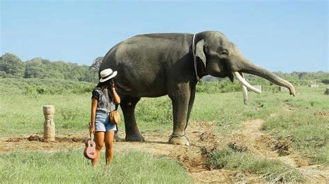 Panduan Liburan Bersama Gajah Di Tn Way Kambas Lampung Petualangan