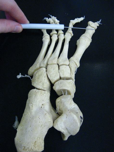 Anatomy Of Foot Bones And Tendons Boned Human Skeleton Elecrisric