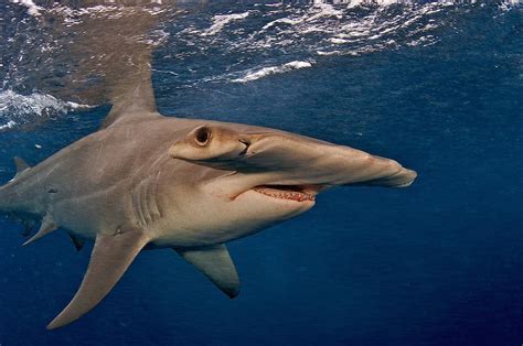 Lawsuit To Protect Mexican Hammerhead Sharks Sharknewz