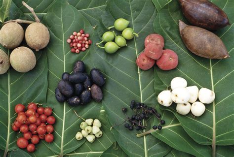 Grapes provide summer shade, but let the sun in over winter, making them perfect for pergolas. A Guide To Bush Tucker, Australia's Native Foods