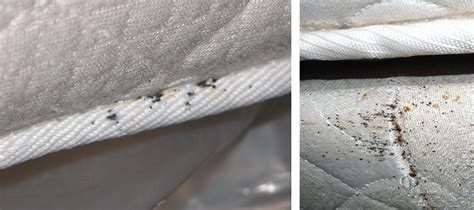 Bed bugs leave their fecal matter on mattress surfaces which give their presence away. bed bug stains on mattress