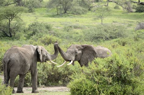 ≫ Elefantes Características Hábitat Y Alimentación