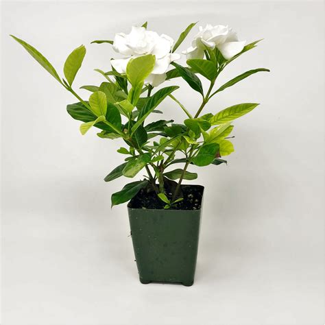 Hardy Gardenia Fragrant Easy To Grow Bulbs