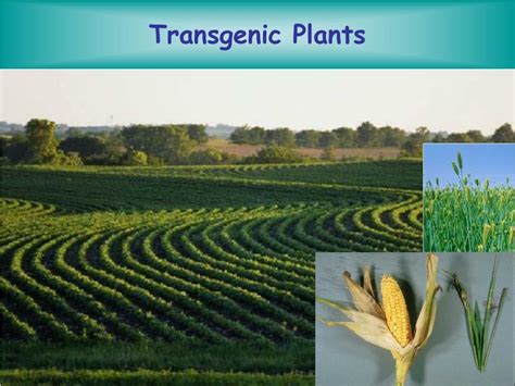 Generally, two different organisms become sexually compatible only if they belong to the same species. PPT - Transgenic Plants PowerPoint Presentation, free ...