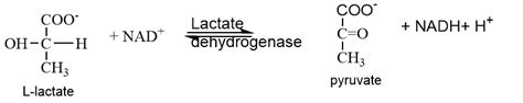 Enzymes Classification And Their Reliable Functions Chemistry Notes