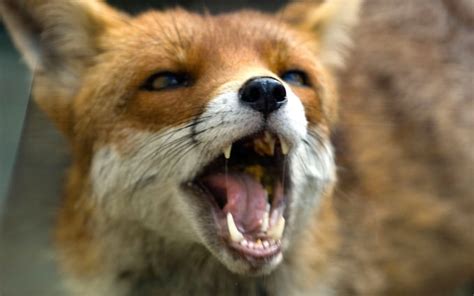 Fox Captured After Chewing Off Part Of Mans Ear And Attacking Girl In