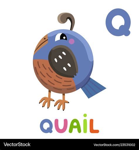 Q Is For Quail Letter Q Quail Cute Animal Vector Image