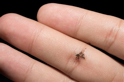 Identifying Little Biting Bugs Thriftyfun