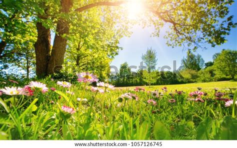 Meadow Lots White Pink Spring Daisy Stock Photo Edit Now 1057126745