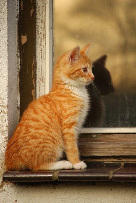 Orange Tabby Cat Tiger Cat Kitten Orange Kitten Orange Tabby Cats