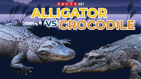 Alligator Vs Crocodile How To Identify Them Youtube