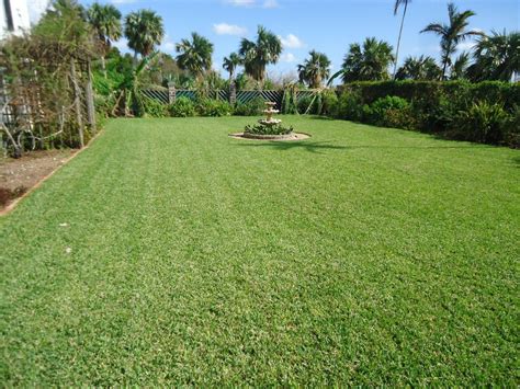 St Augustine Grass Vs Bermuda Grass Naturallist