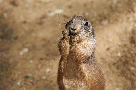 Prairie Dog Facts Critterfacts