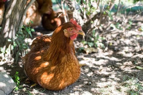 10 Common Chicken Keeping Mistakes To Avoid At All Costs