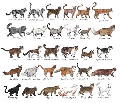 Cat Breeds Of The World Poster Care About Cats