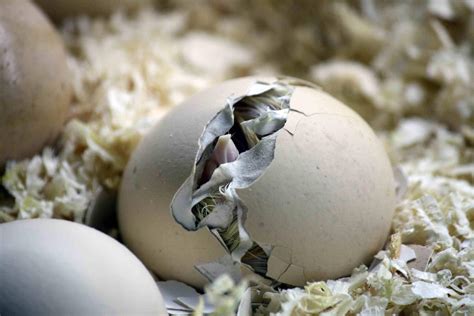 Determining The Sex Of The Chick Before Hatching • Chord