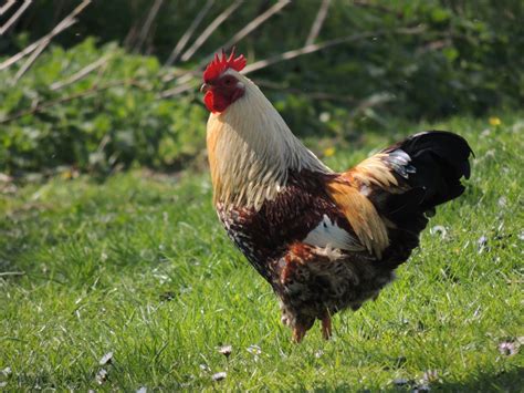 Chicken In Field Kelvin Peach Photography