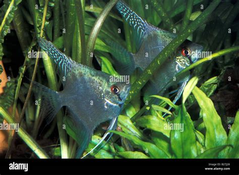 Pterophillum Scalare Blue Diamond Angel Fish South America Cichlid