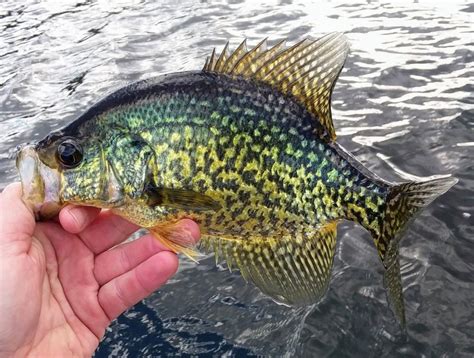 Crappie The Best Of Fishing And Eating