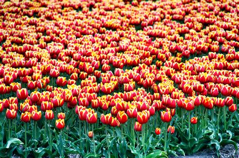 Maybe you would like to learn more about one of these? Photo of the Moment: Flower Power in North Holland ...
