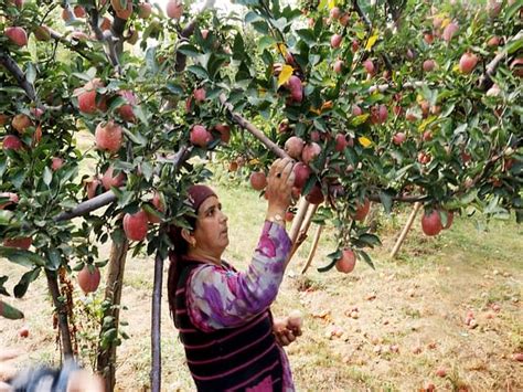 Growers Busy With Harvesting Of Delicious Apple Fruit Crops In Kashmir