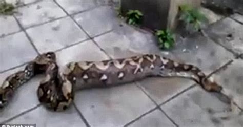 Python Swallow The Dog Connecting Friends