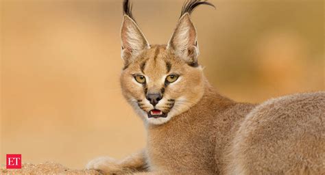The Enigmatic Caracal Is In Line To Become Indias Second Wild Cat