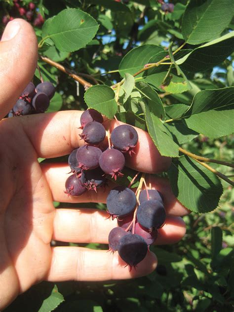 Seeds Of Opportunity Saskatoon Berry Fruit And Vegetable Magazinefruit