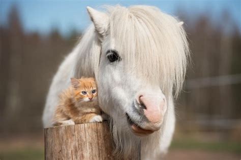 Oh My Little Cute Pony With A Bushy White Mane And Kitty Accessory