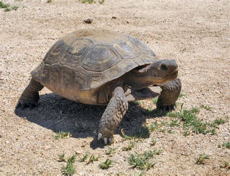 California State Reptile Desert Tortoise