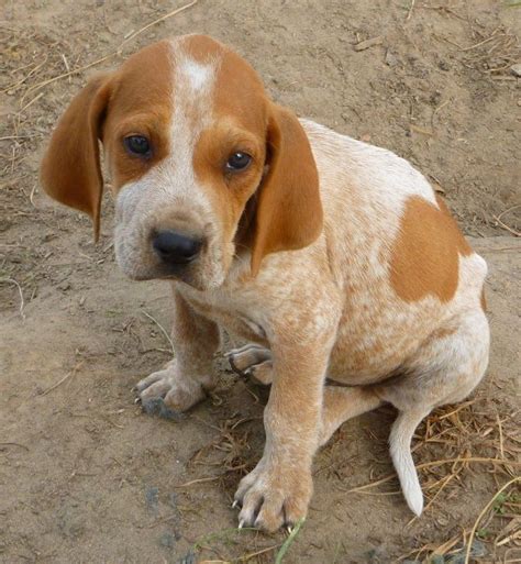Pin By Dog Breeds On American English Coonhound English Coonhound