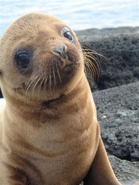 Sea Lion Seal Pup Cute Animals Animals