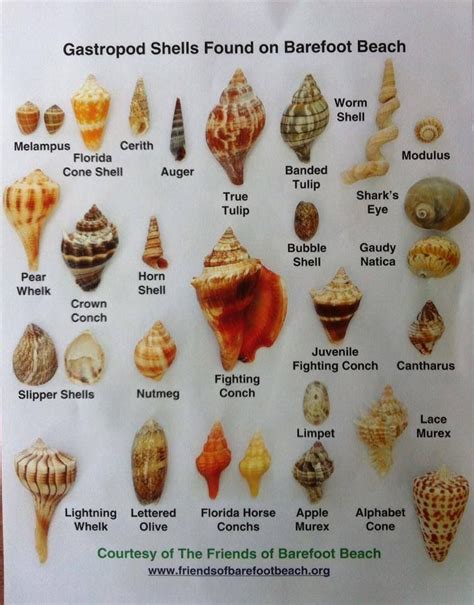 Shell Identification Barefoot Beach Sea Shells Shells